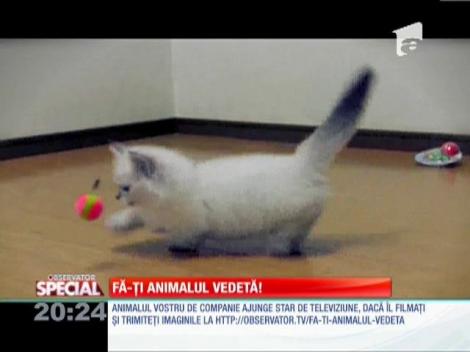 SPECIAL! Pisicuţa jucăuşă