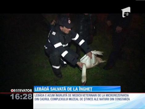 Lebădă salvată de la îngheț