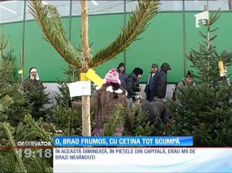 Mii de brazi de Crăciun vor ajunge pe foc