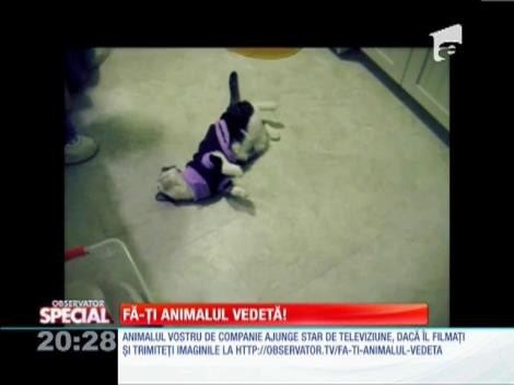 Fă-ți animalul vedetă