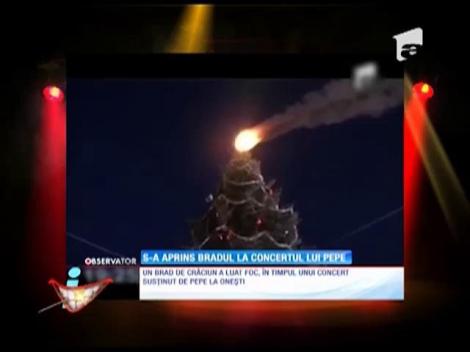 O, brad frumos, cu cetina în flăcări! Sau cât de tare a încins Pepe atmosfera