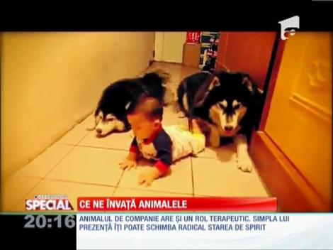 SPECIAL! Ce ne învaţă animalele