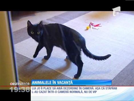 Sărbătorile au venit şi pentru animalele de companie