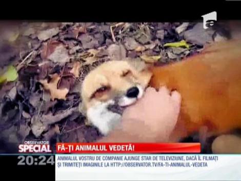 Special! Fă-ți animalul vedetă