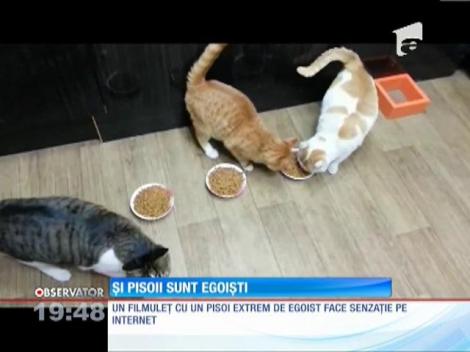 Cel mai egoist pisoi trăieşte în America