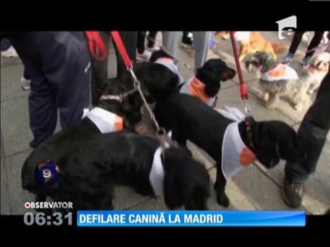 Defilare canină la Madrid