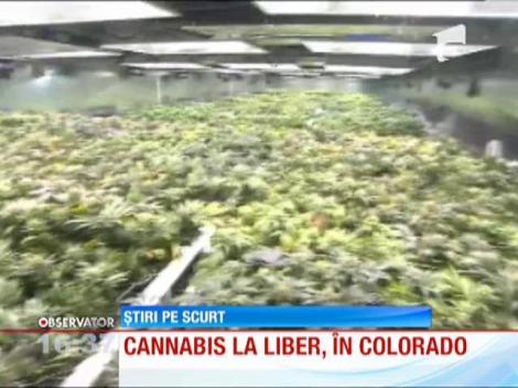 Colorado este primul stat care legalizează consumul de canabis