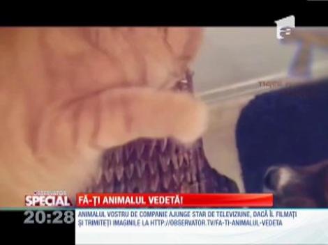 Fa-ti animalul vedeta!