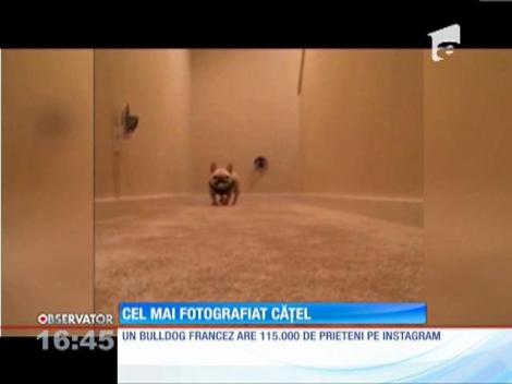 Cel mai fotogenic câine