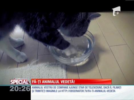 Special! Dexteritate de pisica