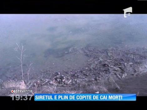 Carnea a sute de cai e posibil să fi ajuns pe masa românilor