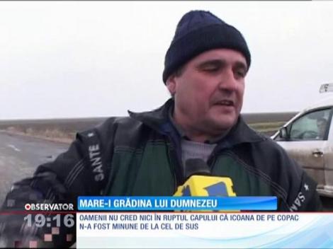 Realitatea e dură! Chipul apărut pe copacul din Ialomiţa e opera unui vânzător de pepeni