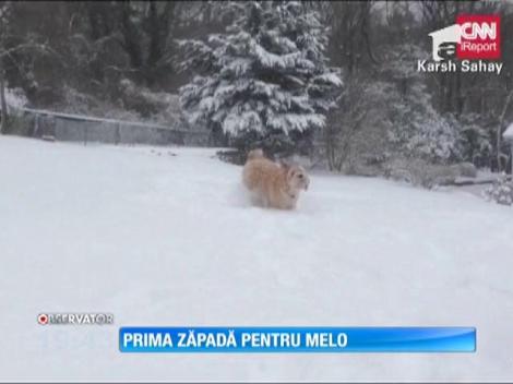 Prima zăpadă pentru cățelul Melo