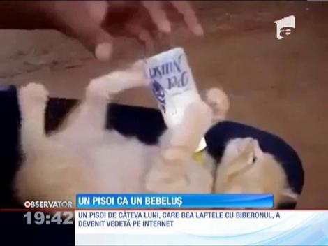 Un pisoi bea lapte cu biberonul precum un bebeluș