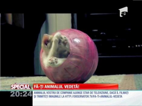 Fa-ti animalul vedeta!