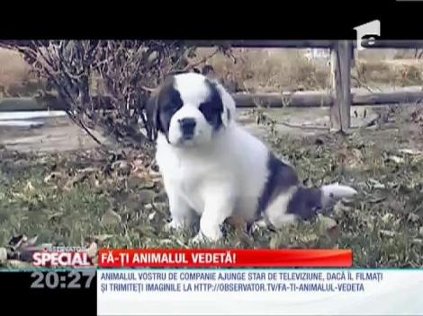 Observator îți face copilul star și animalul vedetă!