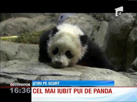 Cel mai iubit pui de panda