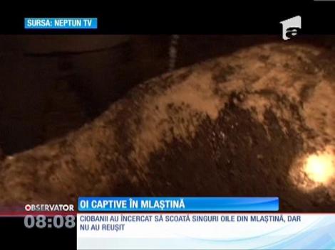 20 de oi au rămas împotmolite într-o mlaştină