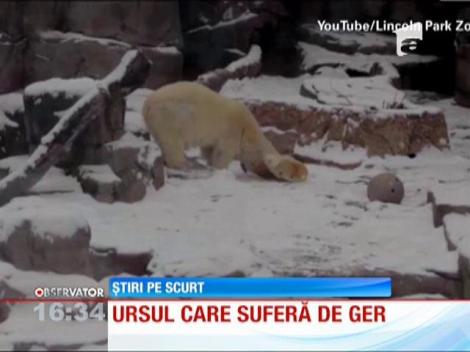 Ursul polar care suferă de... frig