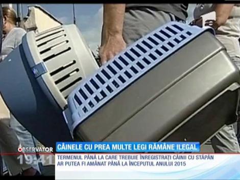 Ameninţaţi cu amenzi usturătoare, stăpânii de câini bat la toate uşile ca să îşi înregistreze animalul