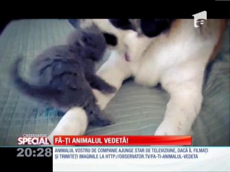 Fa-ti animalul vedeta!