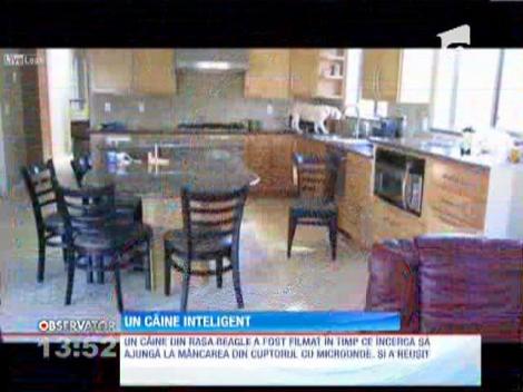 Un câine inteligent