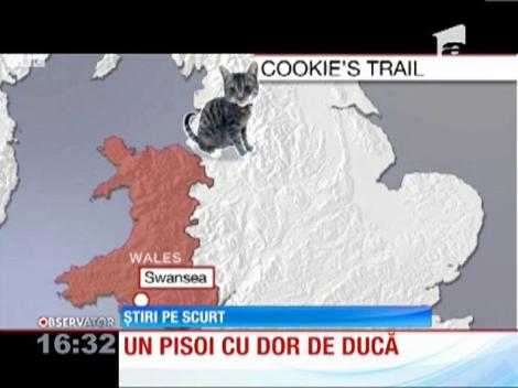 Pisică gasită la 430 de kilomatri distanţă de casă