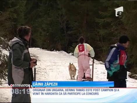 Prima etapă a concursului de atelaje trase de câini