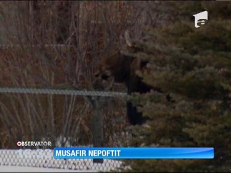 Elan refugiat în curtea unor canadieni