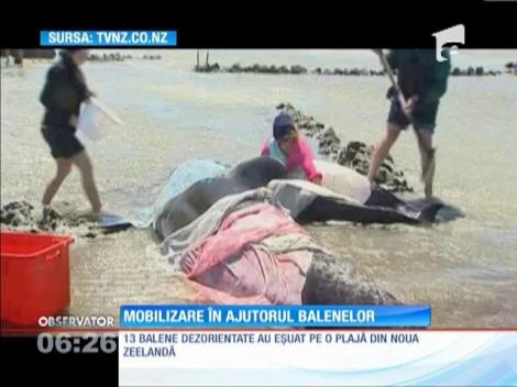 Opt balene au fost salvate în Noua Zeelandă, după ce au eşuat pe o plajă din motive necunoscute