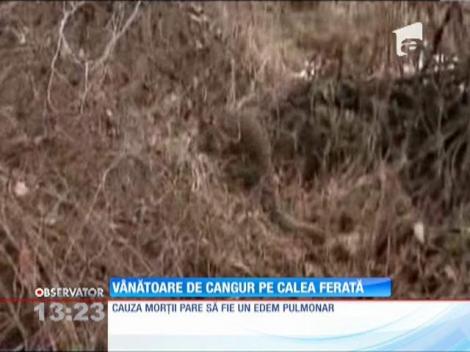 Vânătoare de cangur pe calea ferată