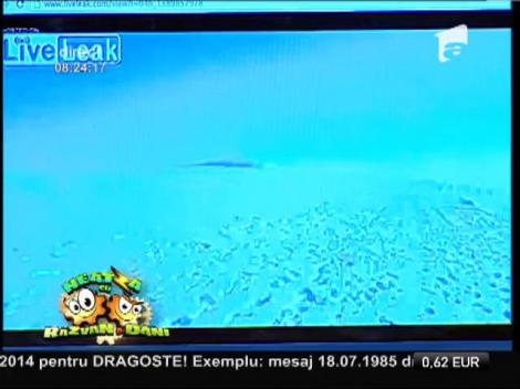 Smiley News: Iată cum aleargă o turmă de iepuri de zăpadă