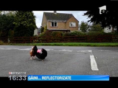 Veste reflectorizante pentru găini