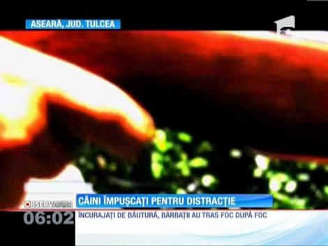 Treizeci de câini au fost împuşcaţi pentru distracție, de câţiva vânători