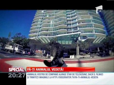 Fa-ti animalul vedeta!