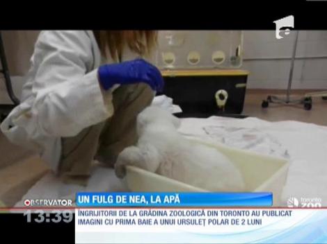 Un urs polar de la grădina zoologică din Toronto a făcut prima baie