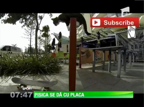 Pisica care se dă cu placa