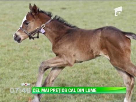 Cel mai preţios cal din lume