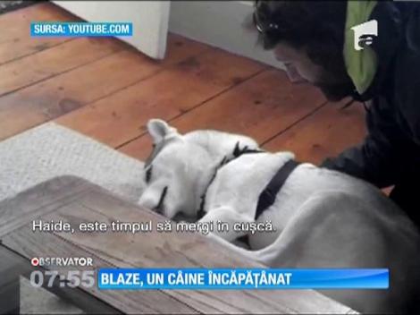 Un husky încăpăţânat