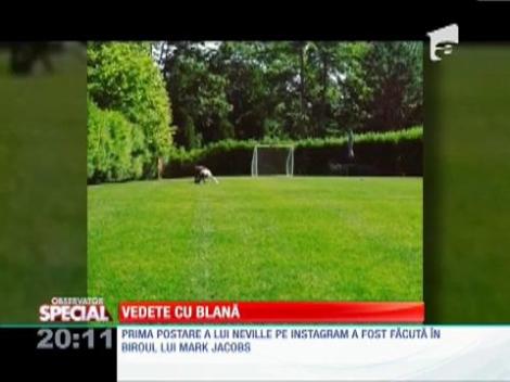 Choupette, pisica lui Karl Lagerfeld