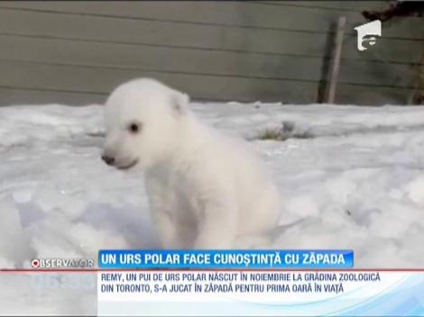 VIDEO! Un pui de urs polar vede pentru prima dată zăpada