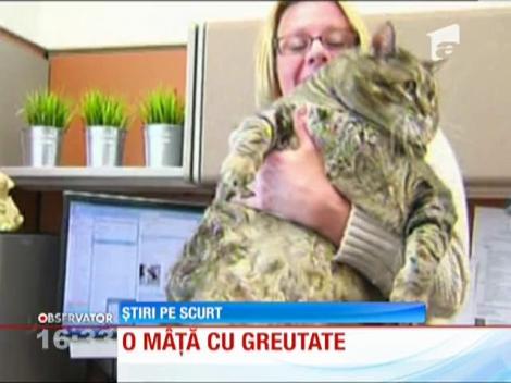 SUA: Pisica obeza, abandonata in strada