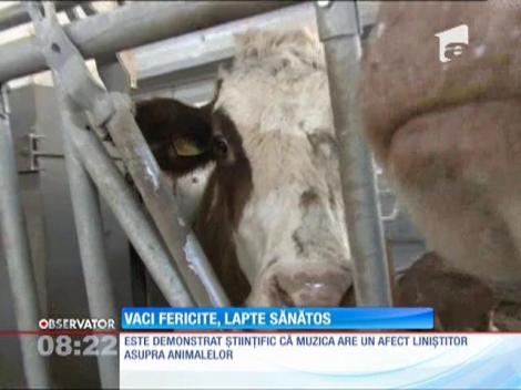 Vaci fericite, lapte sănătos
