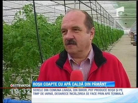 Roșii coapte cu apă caldă din pămănt