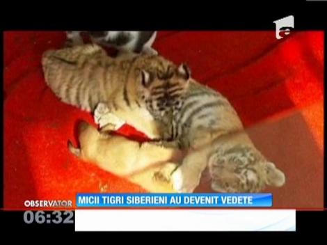 Trei tigrii siberieni au devenit vedete