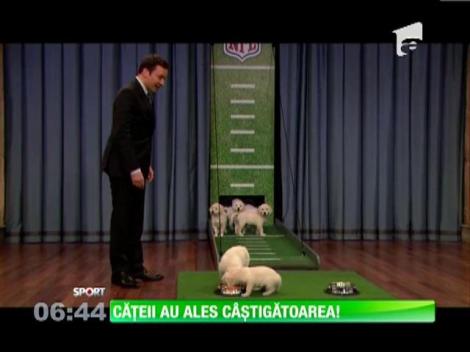 Cățeii au ales câștigătoarea SuperBowl