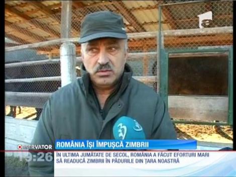 Zimbrii din pădurile noastre riscă să fie împuşcaţi de vânători