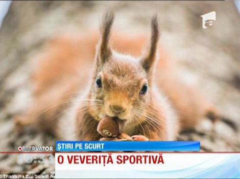 O veveriţă sportivă