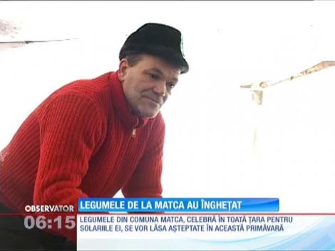 Din cauza viscolului vom mânca mai multe legume din import! Serele din matca au fost acoperite cu zăpadă