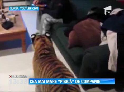 Tigrul, cea mai mare ''pisică'' de companie